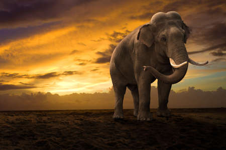 elephant walking outdoor on sunsetの写真素材