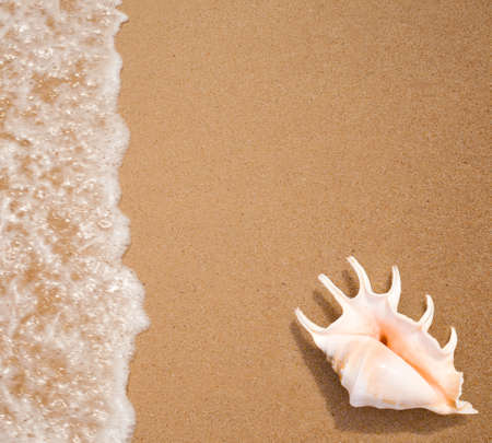 seashell top view on sea surf edge