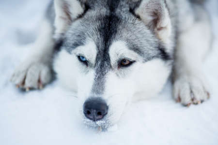 Tired Siberian husky sled dog closeup portraitの写真素材
