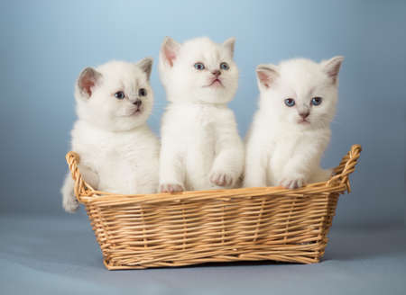 three white British kittens in basketの写真素材