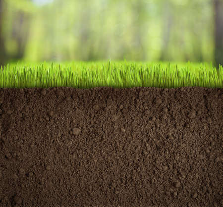 soil under grass in forest