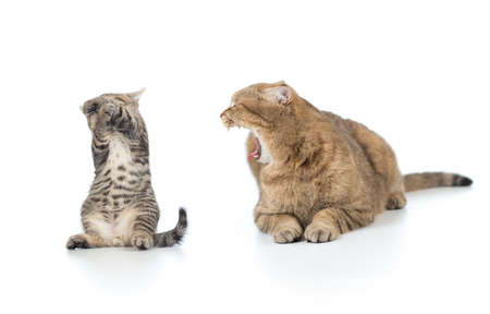 mother cat shouting at the frightened kitten childの写真素材