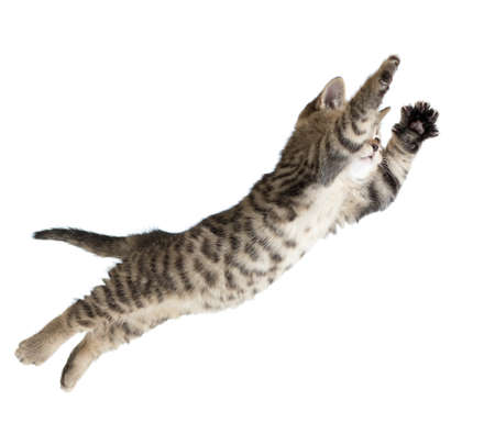 Flying or jumping kitten cat isolated on white