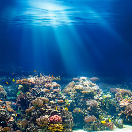 Sea or ocean underwater coral reef snorkeling or diving background