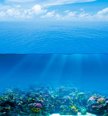 海洋生物学の写真 イラスト素材一覧 24 623件 ストックフォトのamanaimages Plus