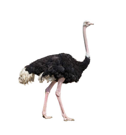 ostrich full length isolated on whiteの写真素材