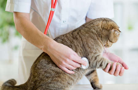 Veterinary doctor pet checkup with stethoscope