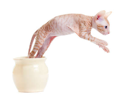 sphynx kitten or cat jumping from jar