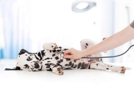 dog examination by veterinary doctor with stethoscope in clinicの写真素材