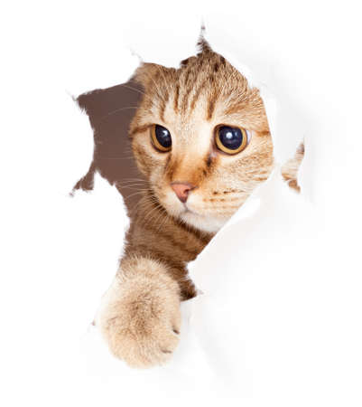 cat looking in paper side torn hole isolatedの写真素材