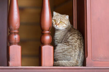 domestic tabby cat in home interiorの写真素材
