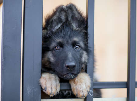 Very sad puppy in shelter cageの写真素材