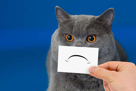 funny unhappy or sad cat  portraitの写真素材