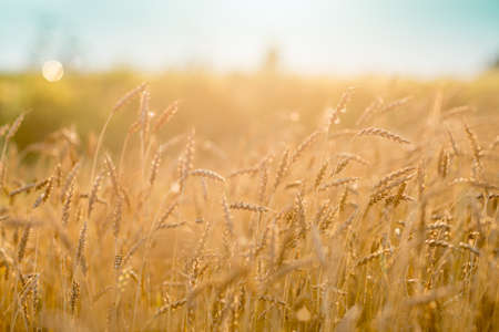 closeup of cultivated rye fieldの写真素材