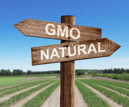 GMO and natural road sign with pea field backgroundの写真素材