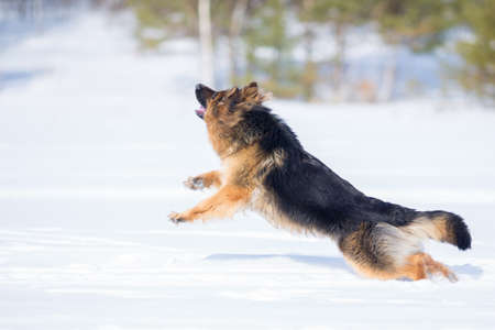 German shepherd dog jumping in snowの写真素材