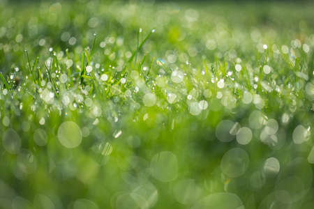 Wet green grass with dew backroundの写真素材