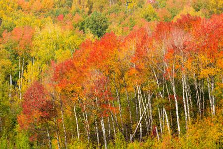 autumn or fall forest landscapeの写真素材