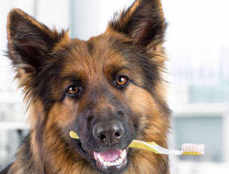 Dog holding toothbrush in mouthの写真素材
