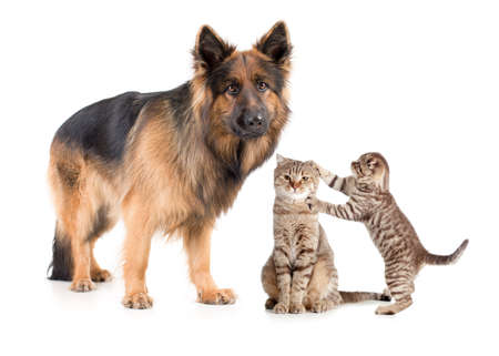 Shepherd dog and cat with frightened kittenの写真素材