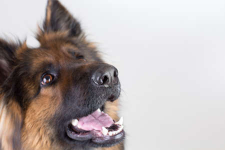 German shepherd dog looking up closeup portraitの写真素材