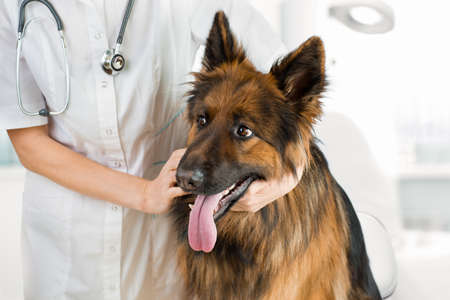 Shepherd dog examination by veterinary doctor in officeの写真素材
