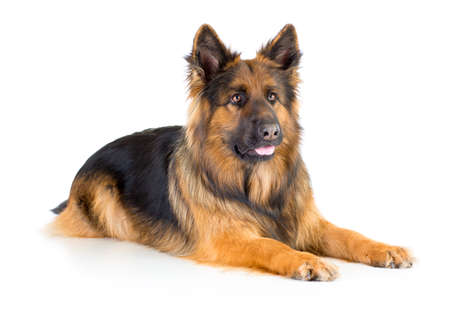 German shepherd long-haired dog lying isolatedの写真素材