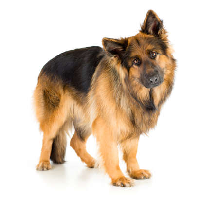 German shepherd dog long-haired standing in studio isolatedの写真素材