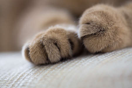 cat paws closeup macro shotの写真素材