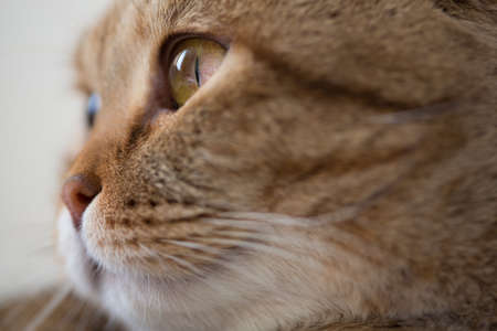 cat portrait closeupの写真素材