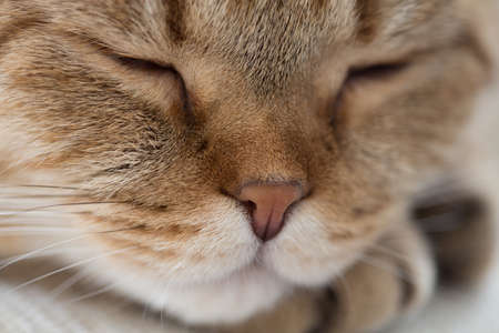 Sleeping British cat portrait macro shotの写真素材