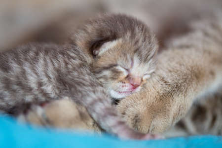 animal cat mother and baby kitten sleeping on her paw togetherの写真素材