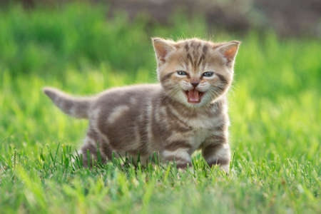 Little kitten cat meowing in the green grassの写真素材