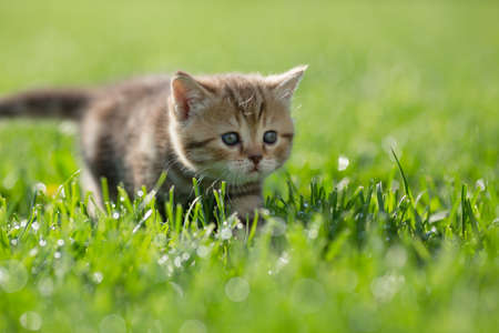Little kitten steal in green grassの写真素材