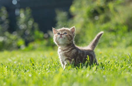 Little kitten looking up in green grassの写真素材