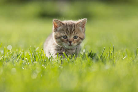 Young funny kitten steal in the green grassの写真素材