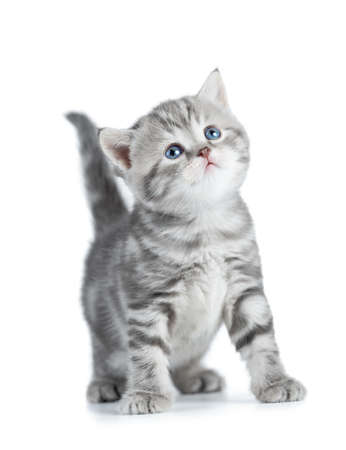 Grey young cat with blue eyes looking upの写真素材