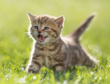 kitten meowing in green grassの写真素材