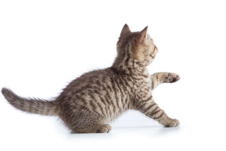 Frightened kitten cat rear or back viewの写真素材