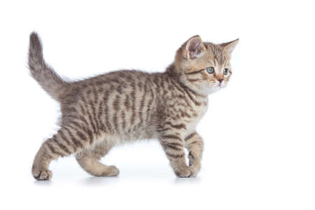 Kitten cat side view isolated on whiteの写真素材