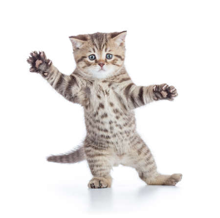 Funny kitten cat standing or dancing isolated on whiteの写真素材