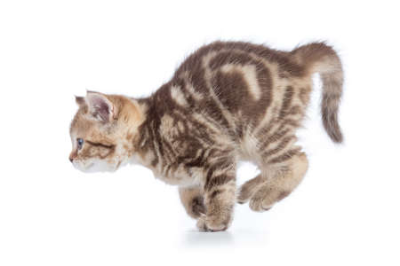 Running kitten side view isolated on whiteの写真素材