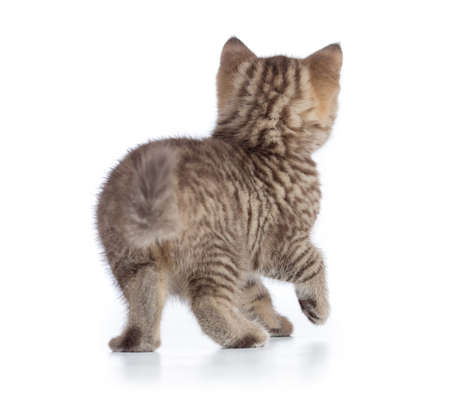 kitten or cat rear back view isolated on whiteの写真素材