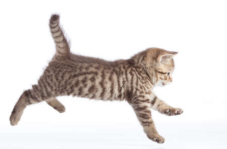 Active running cat side view isolatedの写真素材