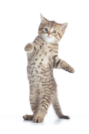Funny kitten cat standing or dancing isolated on whiteの写真素材