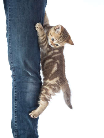 Frightened kitten cat hanging on jeansの写真素材