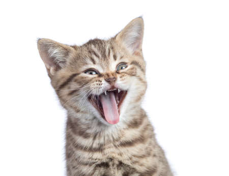 Funny cat portrait isolated on whiteの写真素材