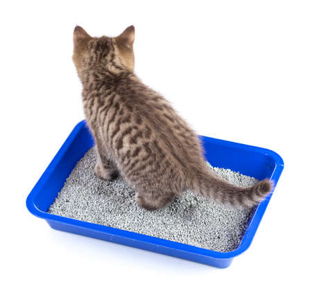 cat in toilet tray box with litter rear view isolatedの写真素材