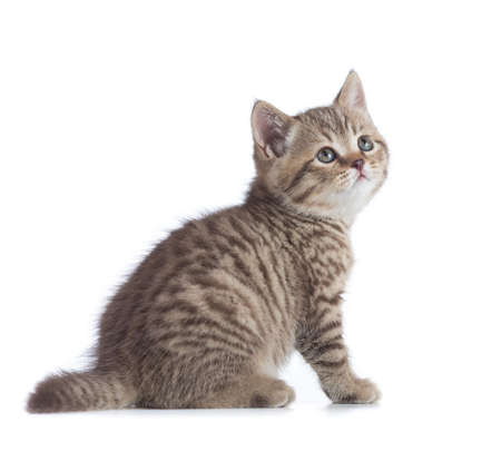 Sitting young cat full length isolatedの写真素材