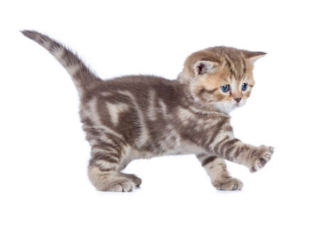 Baby cat walking side view isolatedの写真素材